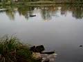 Bateaux dynacraft