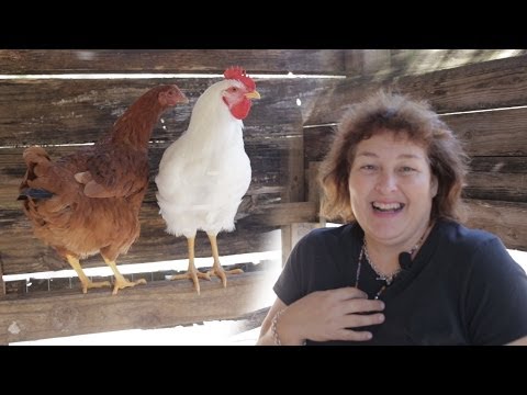 how to get more eggs from your laying hens