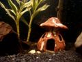 Herbie the newt exploring his new home