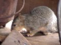 Baby Squirrel Eating Wood .wmv