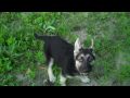videos de German Shepherd Puppy Fetching