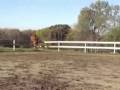 videos de Trakehner Yearling Jumps out of Arena