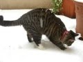 Cat Charly and her first snow(man)