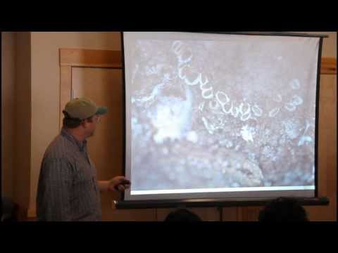 how to treat euonymus scale