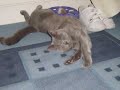 brtish blue shorthair
