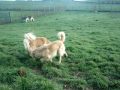 CECIO E LARA incroci golden retriever