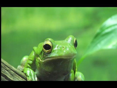 TableTenFilms - Green.