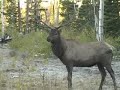 Archery Elk Hunting Archery Elk Hunting