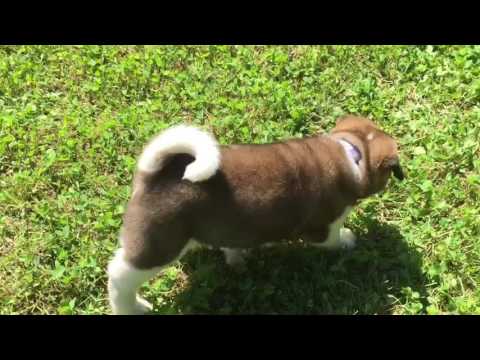 Tag a Male puppy that is the leader of the pack