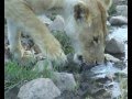 leones