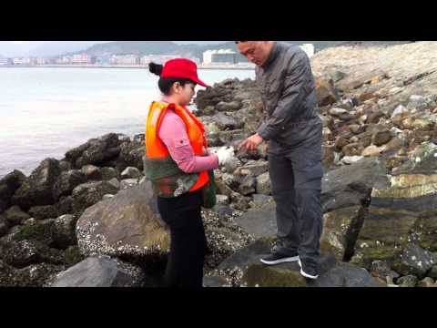 how to collect snails