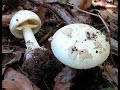 Amanita citrina - Amanita gialla