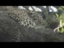 Leopards