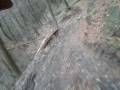 videos de Cwmcarn 26th Nov 08 following Rob Scullion of Continental race team