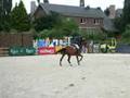 SKippy II gelding