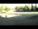 dog.MOV dog.MOV