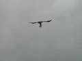 Alimentación y biología del Aguila real