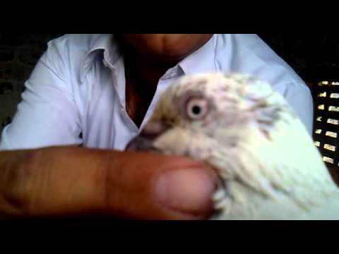indian pigeon - pigeon moga punjab india by babbu kainth 09803585696.