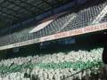Red Bull Salzburg vs.Rapid Wien 5.10.08 1:0