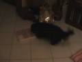 videos de Martina attivazione mentale