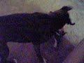 Cobe & Kalia playing