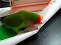 lovebird 
