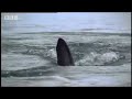 Part one in the epic adventure of the salmon fish. Once they have crossed monumental distances and used mind-bending navigational skills to locate the exact river mouth that will allow them to jump to safety, they still face huge adversity from hungry cousins of the great white shark. Amazing wildlife photography from BBC Worldwide.