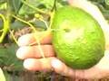 La Fruta de los Santos Ver video