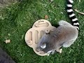 lemur intelligence - katta intelligenz