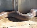 Tremenda animala