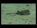 videos de Tauchen im Roten Meer 5 von 7