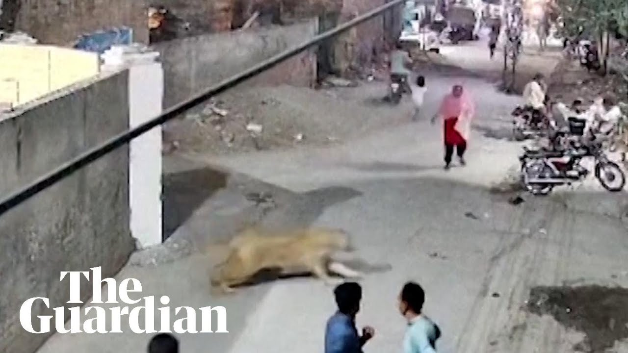 Escaped pet lion attacks woman in Lahore Escaped pet lion attacks woman in Lahore
