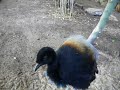(Agami)Trompetvogel