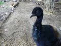 (Agami)Trompetvogel