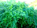 how to trim a bush