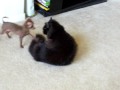 firby vs corky part 1
