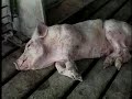 Pork Protest