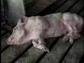 Pork-Protest