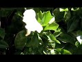 Dancing Flower