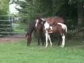 videos de 2008 Colt by Sempatico M - 14 Weeks