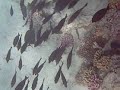 Brown Surgeonfish - Red Sea near Hurghada
