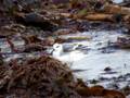 videos de Grey Phalarope Bragar beach