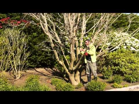 how to fertilize red maple trees