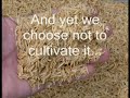 Rice: Source of Life Rice: Source of Life