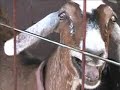 A Farm Rhythm