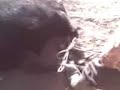 castrando terneros