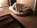 videos de Supercat