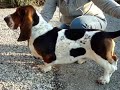 basset\