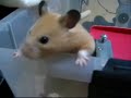 escape success escape success