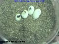 Snakes Hatching - Time Lapse Snakes Hatching - Time Lapse